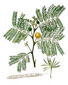 Leucaena leucocephala Leucaena, Lead Tree, White Tamarind
